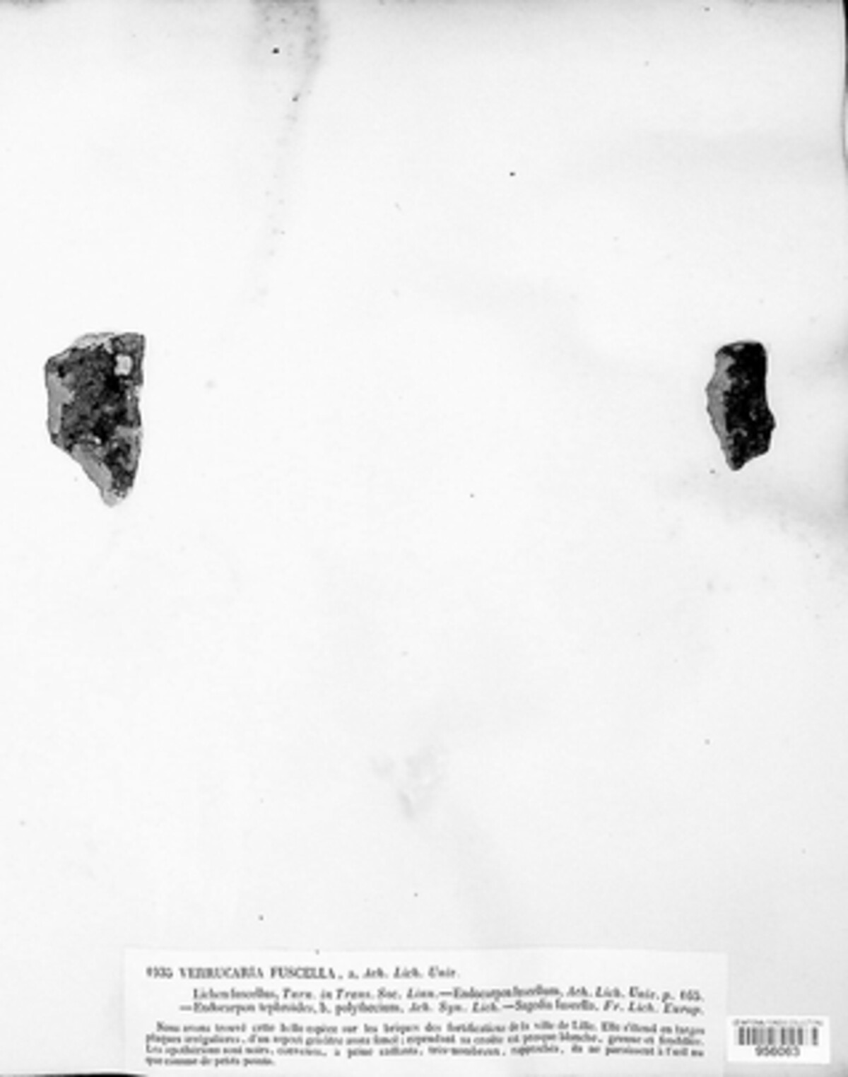 Verrucaria fuscella image